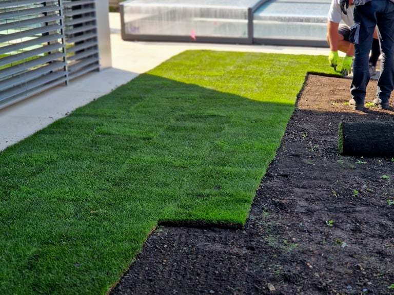 Laying grass turf in the family garden with a roll of sod