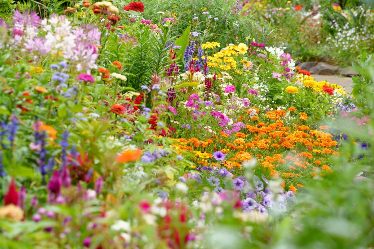 Piante ornamentali e fiori colorati