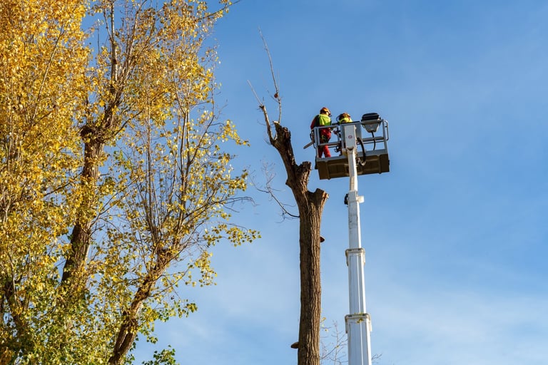 City service workers trimming trees in autumn