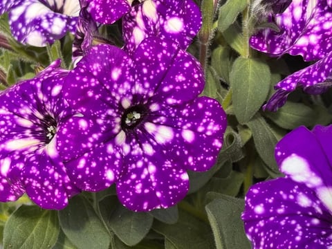Cluster of vibrant purple petunias with white speckled patterns and green foliage