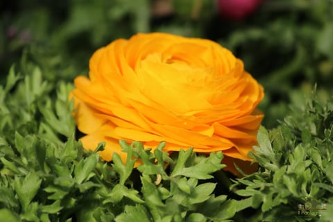Bright yellow-orange ranunculus flower with layered petals surrounded by green foliage in sunlight