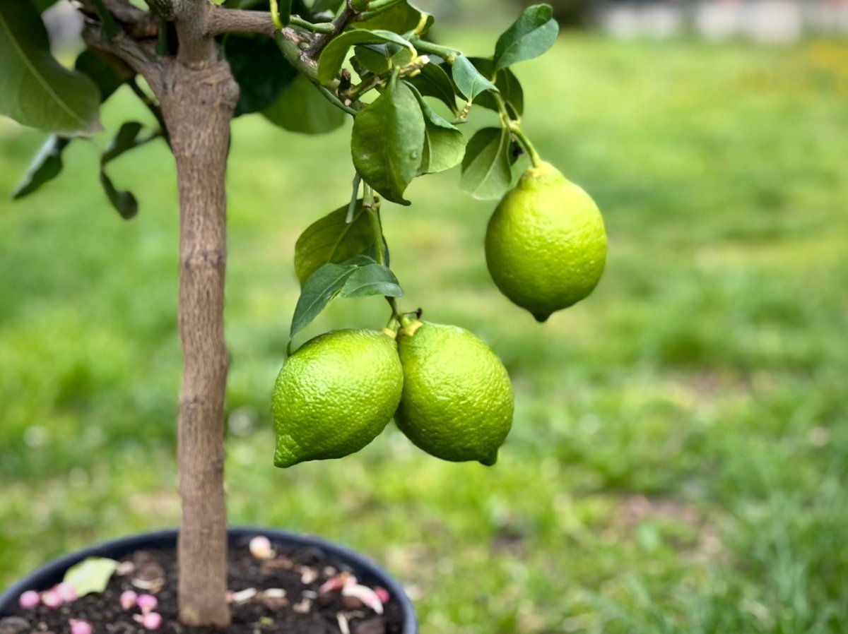 Young limes growing on a potted citrus tree branch with green leaves and blurred garden background