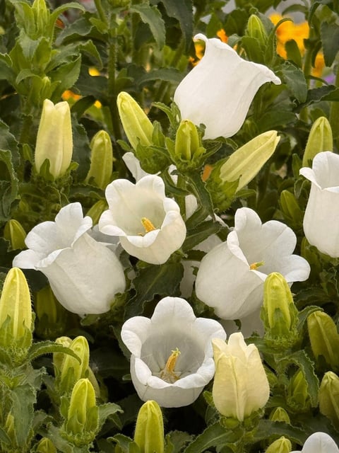 White tulips in full bloom with closed green buds and yellow flowers in a garden