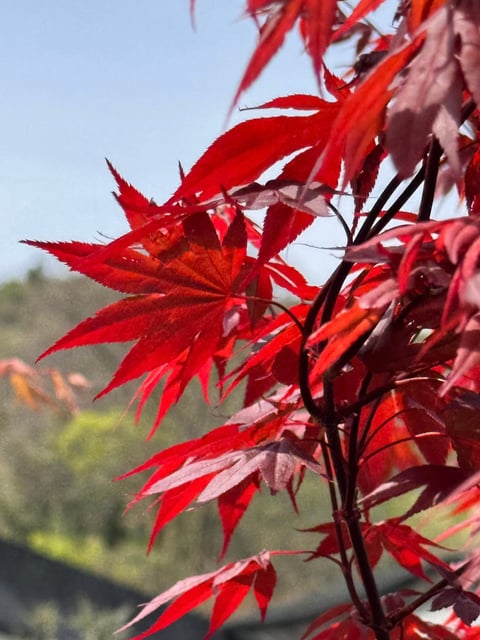 Vibrant red Japanese maple leaves backlit by sunlight with blurred green foliage in the background