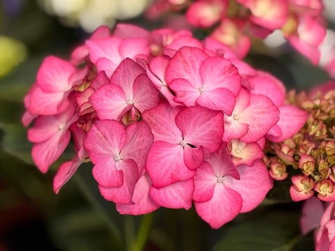 Cluster of bright pink phlox flowers with delicate petals and white centers in full bloom