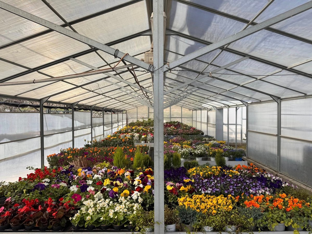 Interior of a large greenhouse with rows of colorful flowering plants including pansies, petunias, and marigolds in various colors under translucent panels