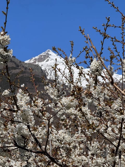 Snow-covered flowering trees in foreground with snow-capped mountain peak and clear blue sky in background