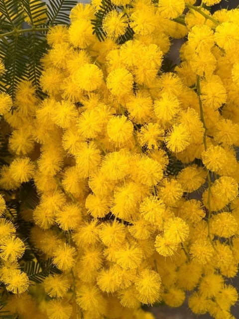 Abundant bright yellow fluffy mimosa flowers with feathery green fern-like foliage