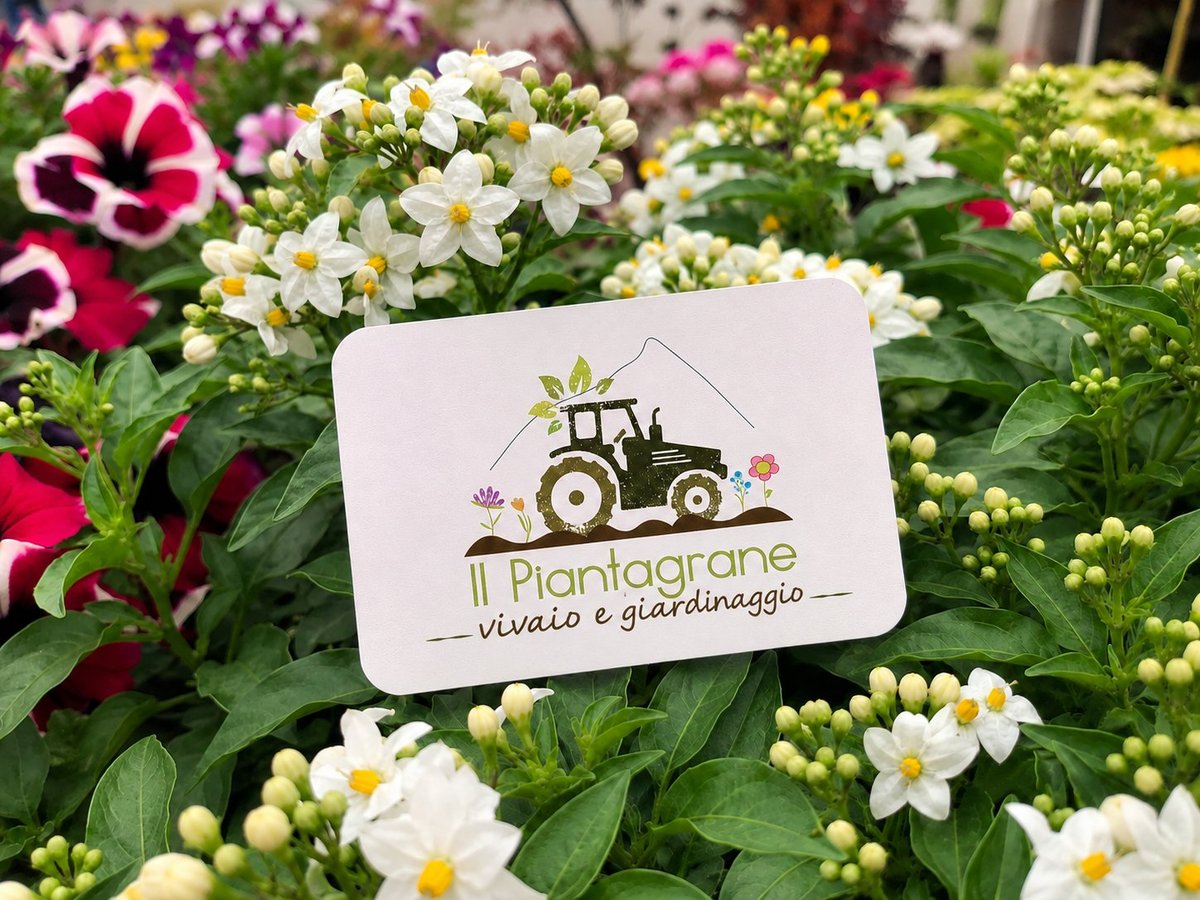Il Piantagrane business card with tractor logo displayed on white daisy flowers in a garden nursery