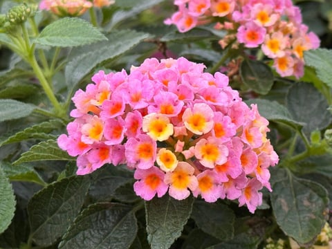 Cluster of bright pink and orange lantana flowers with yellow centers surrounded by green foliage