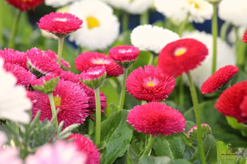 Vibrant pink and red gerbera daisies with yellow centers in a garden, with white flowers blurred in the background